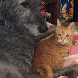 Meet your Posher, Klara